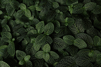 Nature, Leaves, View From Above, Plant HD wallpaper