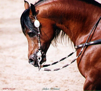 Western Horse, horses, nature, ponies, western HD wallpaper