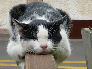 sleeping, spoted, cute, cat, lying HD wallpaper