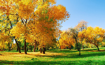 Landscape, Trees, Autumn HD wallpaper