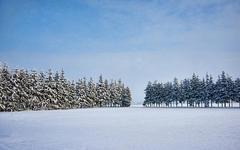 Snow, winter, sky, cloud, tree HD wallpaper
