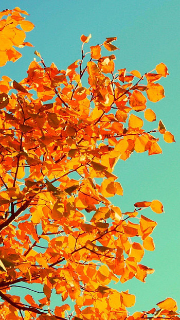 Maple trees autumn red leaves canal river forest [] Need HD phone wallpaper