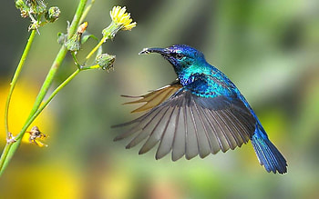 Palestine Sunbird, Hummingbirds HD wallpaper