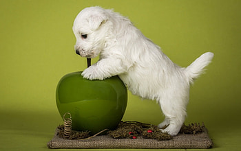Puppy, sweet, animal, dog, white, green, cute HD wallpaper
