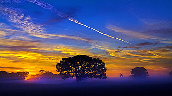 Tree of Life, sky, clouds, landscape, trees, colors, evening HD wallpaper