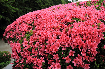 Flowers, Bush, Bloom, Flowering, Garden, Handsomely, It's Beautiful, Azalea HD wallpaper