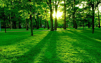 Digital clarity, forest, green HD wallpaper