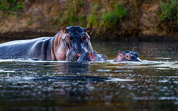 Amphibious, Herbivorous, Mammal, Sub-Saharan Africa HD wallpaper