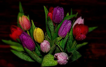 ღ❤ღ, bokeh, tulip, flower, beauty, macro HD wallpaper