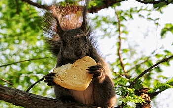 Animals, Squirrel HD wallpaper