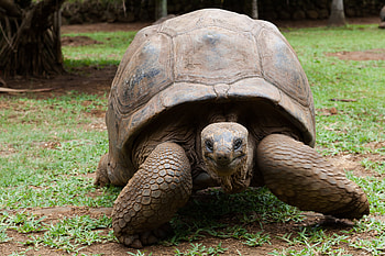 Aldabra Giant Tortoise, Faces of the sea, Underwater beauty, Scuba diving HD wallpaper