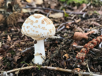 False death caps, Ugly milkcaps, David at the Hall, Fungal biodiversity HD wallpaper