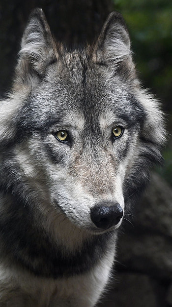 Gray Wolf, Predator wolf, Animals , Wolf life HD phone wallpaper