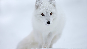 Animals, Snow, Fox, Animal HD wallpaper