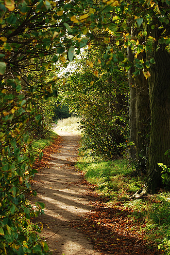Nature, Trees, Bush, Branches, Path HD phone wallpaper