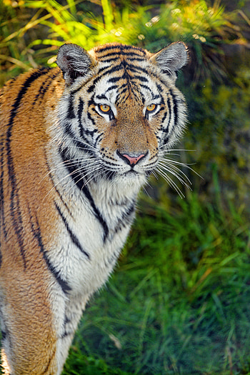 Animals, Grass, Muzzle, Predator, Big Cat, Sight, Opinion, Tiger HD phone wallpaper
