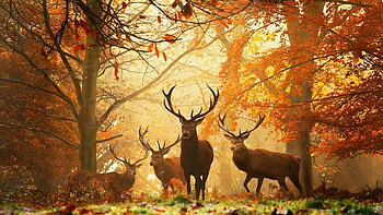 Wild deer, Striking , Untamed beauty, Serene wilderness HD wallpaper
