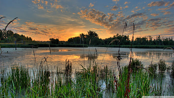sunrise over pond in minnesota refuge, reeds, sunruse, clouds, trees, pond HD wallpaper
