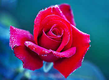 Red rose, nature, flowers, roses, red HD wallpaper
