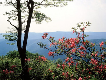 Blue ridge, nature, flowers HD wallpaper