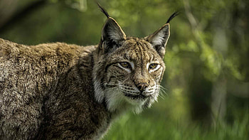 Eurasian lynx sighting, SW China wilderness, Captivating wildlife, Striking encounter HD wallpaper
