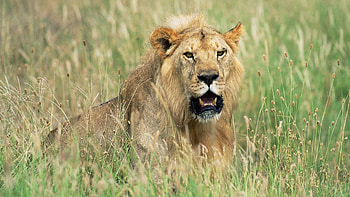 Animals, Grass, Lion, Hide, Hunt, Hunting, Lurk HD wallpaper