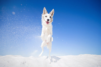 Winter happiness, blue, dog, winter, animal, white, cute, beauty, ciri, snow, iarna, australian shepherd, desert, happy, caine, arna HD wallpaper