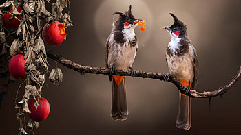 Birds, pasari, bird, red, fruit, couple, nature HD wallpaper
