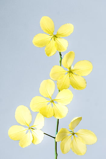 Delicate yellow flowers captured in minimalist style against a clean background. HD phone wallpaper
