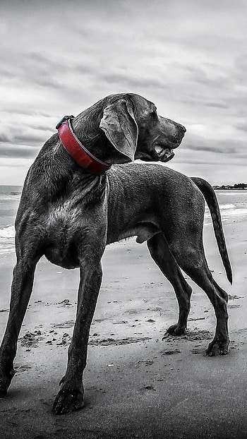 Doberman Dog, Beach, Black And White, Background HD phone wallpaper