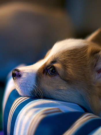 Welsh Corgi, , , Mobile, Tablet HD phone wallpaper