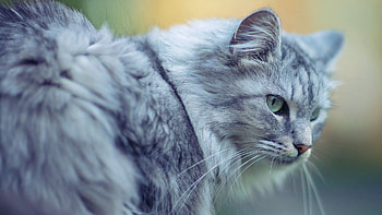 Animals, Cat, Fluffy, Muzzle, Sight, Opinion HD wallpaper