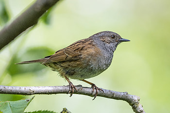 Animal, bird HD wallpaper