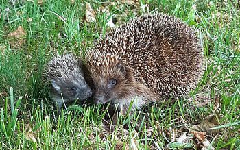 Hedgehog Mother with Baby, mother, baby, animals, hedgehogs HD wallpaper
