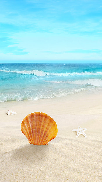 Starfish, Animals, Beach, Quality HD phone wallpaper