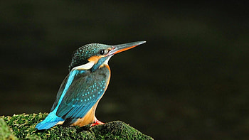 Bird variety, Nature's diversity, Feathered collection, Broad selection HD wallpaper
