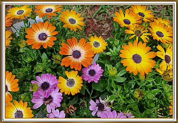 COLOURFUL DAISIES, PRETTY, NATURE, FLOWERS HD wallpaper