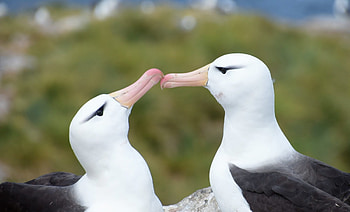 Saunders Island's albatross, Remote wildlife haven, Extraordinary bird sightings, Pristine ecosystem HD wallpaper