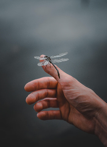 Hand, Miscellanea, Miscellaneous, Insect, Fingers, Dragonfly HD phone wallpaper