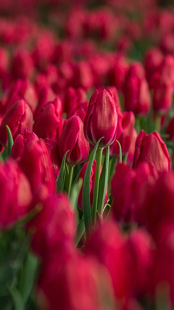Tulip (Nature), Red tulips, tulips, Blossom bloom HD phone wallpaper