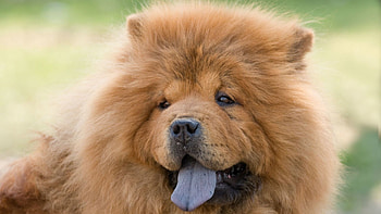 Chow Chows , High-quality , Impressive visuals, Stunning HD wallpaper
