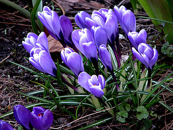 Flowers, Plant, Crocuses HD wallpaper