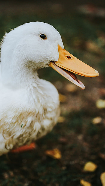 Duck, Adorable, White, Bird HD phone wallpaper