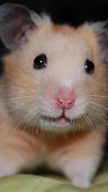 Cute hamster, collection, Wholesome , Screensaver-worthy HD phone wallpaper