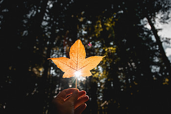 Autumn, Sun, Hand, Miscellanea, Miscellaneous, Dry, Leaflet HD wallpaper