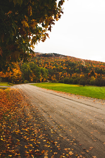Nature, Trees, Autumn, Leaves, Road, Forest HD phone wallpaper