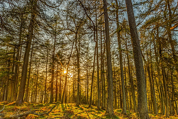 Tall Trees in Sunlit Forest, Nature, Forests, Sunshine, Trees HD wallpaper