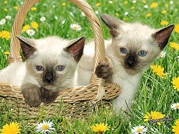Tonkinese, kitten, basket, flower, garden, cat HD wallpaper
