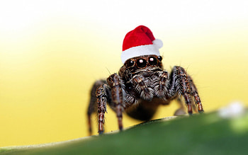 Santa-Spider, , cool, spider, funny, beautiful, santa HD wallpaper