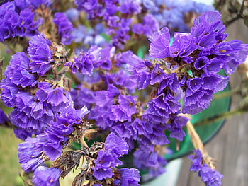 Static, purple, nature, flowers HD wallpaper
